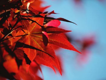 Close-up of maple leaves