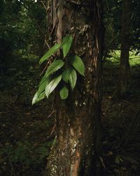 Trees growing in forest