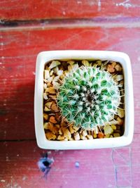 Directly above shot of succulent plants on table
