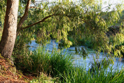 Scenic view of lake in forest