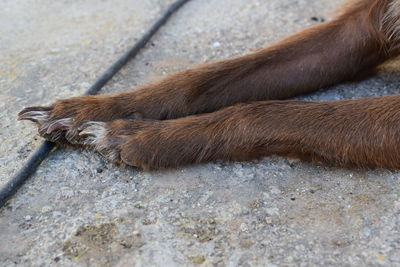 Close-up of lizard lying down