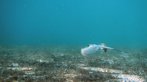 Fish swimming in sea