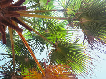 Low angle view of palm tree against sky