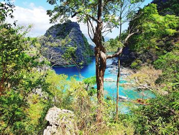 Scenic view of lake in forest