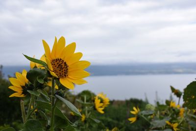 Close-up of yellow flowers blooming against sky