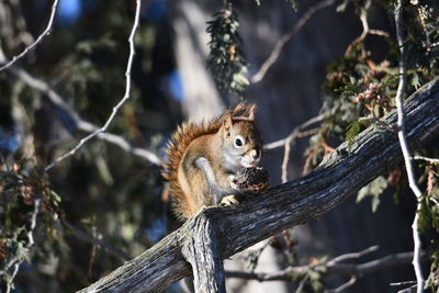 Squirrel on tree