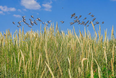 View of stalks in field against blue sky