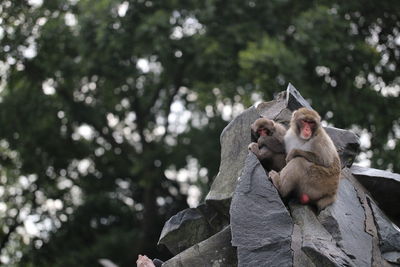 Low angle view of monkeys sitting on rocks