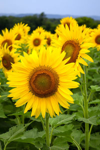 Close-up of yellow sunflower