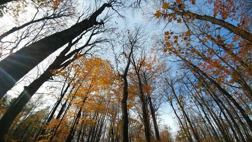 Low angle view of trees in forest against sky
