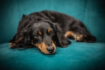 Close-up of dog resting