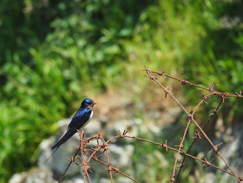 Close-up of bird perching on branch