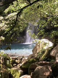 Scenic view of waterfall in forest