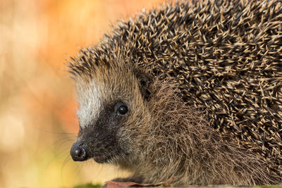 Close-up of hedgehog