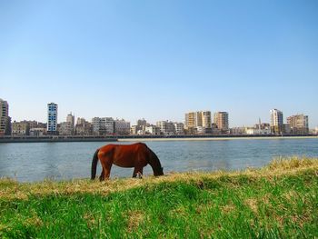 Horses in a front of built structures against sky