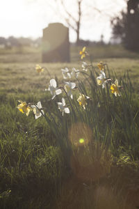 Close-up of flowers blooming on field