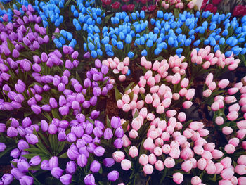 High angle view of purple flowering plants