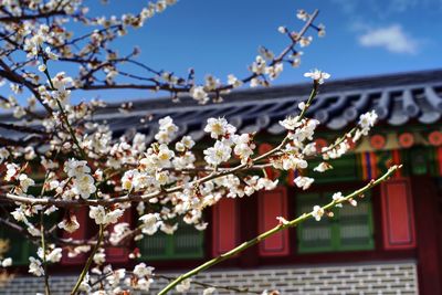 Cherry blossoms against sky