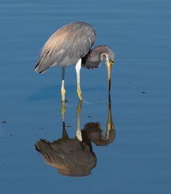 Gray heron feeding in lake