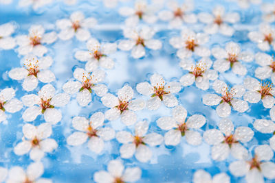 Flat lay of floating wild cherry white flowers on surface of water, pastel blue.spring time blossom.