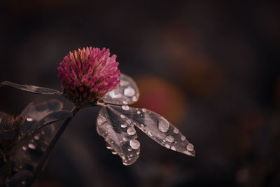 Close-up of pink flower