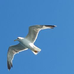 Low angle view of seagull flying