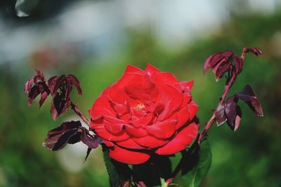 Close-up of red rose