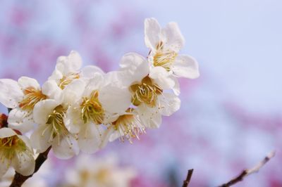 Close-up of cherry blossoms