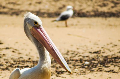 Close-up of a bird on beach