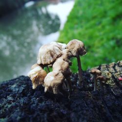 Close-up of mushrooms on land