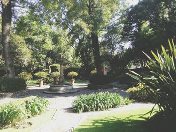 Trees growing in park