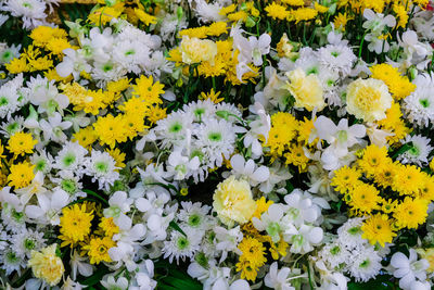 High angle view of white flowering plants