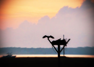 Silhouette bird flying in sky
