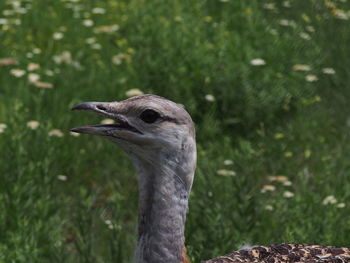 Close-up of a bird