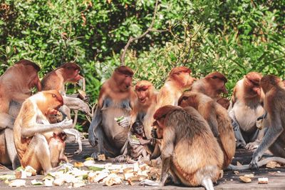 Monkey in a farm