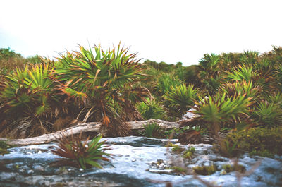 Trees growing in a park