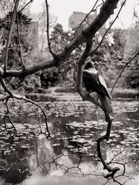 Bird perching on bare tree