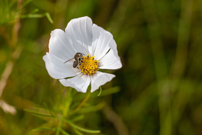 Close-up of bee pollinating flower