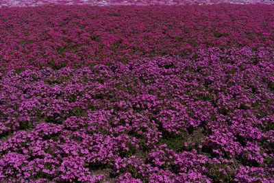 High angle view of pink flowering plants on land