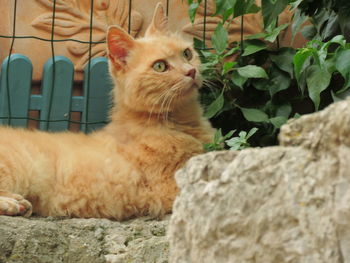 Portrait of cat sitting outdoors