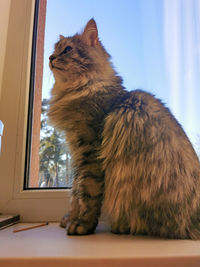 Cat sitting on window sill