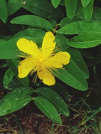 Close-up of yellow flower