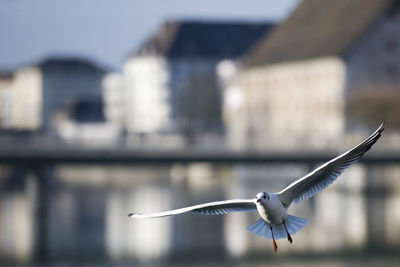 Seagull flying over river by buildings in city