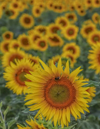 Close-up of bee on sunflower