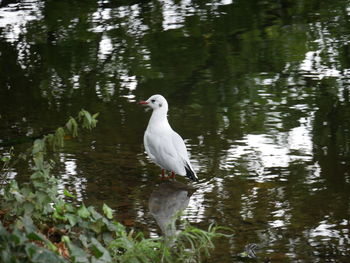 Bird on lake