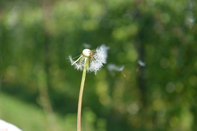 Close-up of white dandelion flower