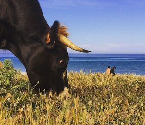 Cow standing on field by sea against clear sky