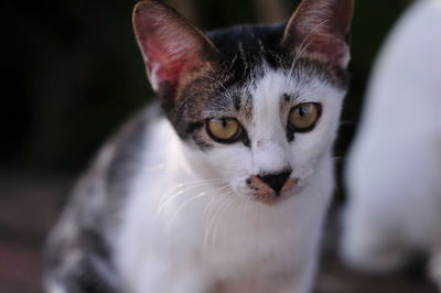 Close-up portrait of cat at home