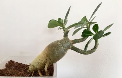 Close-up of potted plant against white background