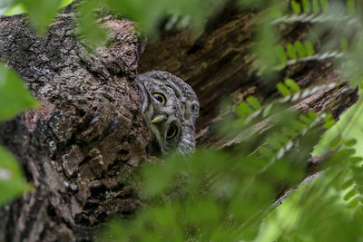 Close-up of lizard on tree